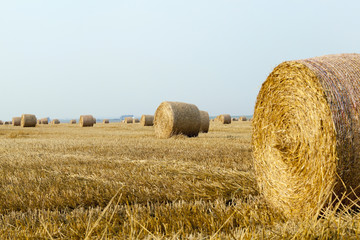 Fototapeta premium stack of straw in the field