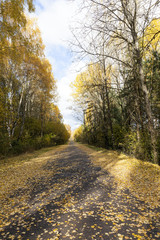 Fototapeta premium autumn foliage and rural road,