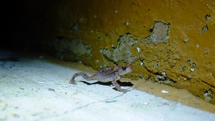 Green edible frog in night