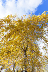 birch tree in autumn