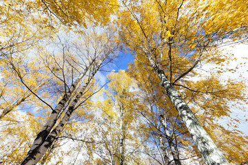 birch tree in autumn