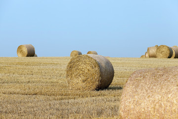 Fototapeta premium haystacks in a field of straw