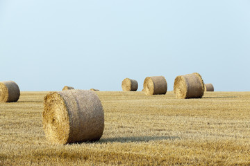 stack of straw in the field