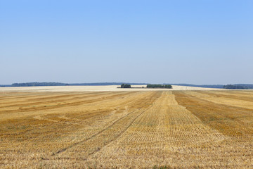 gathering the wheat harvest