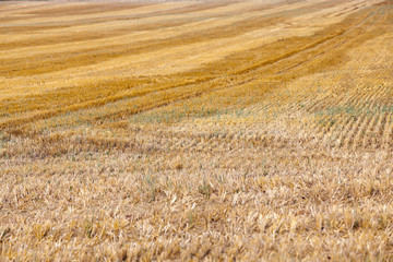 gathering the wheat harvest