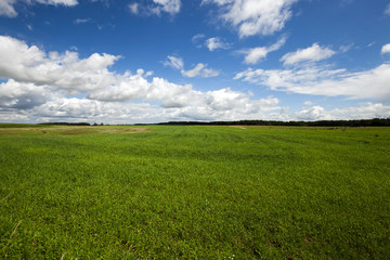 immature cereals field