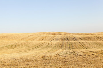 agricultural field, cereals