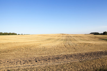 Plakat agricultural field, cereals