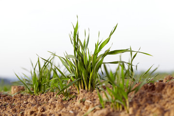 young grass plants, close-up