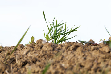 young grass plants, close-up