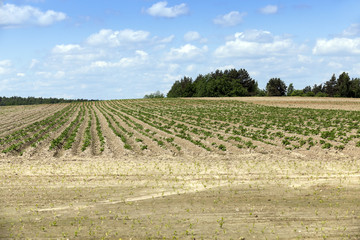 potato field, spring