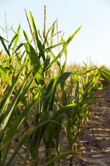 Obraz premium Green immature corn