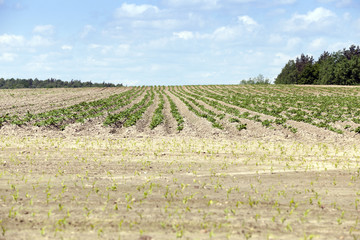 Fototapeta na wymiar potato field, spring