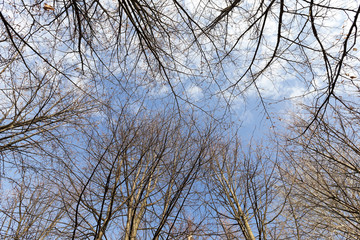 birch trees in autumn
