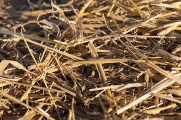 straw in the field