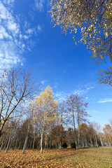 Fototapeta na wymiar yellowing leaves of birch