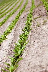 field with beetroot