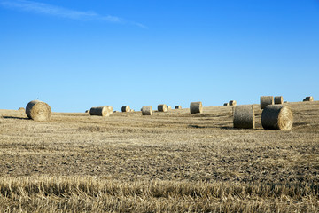 Fototapeta premium stack of straw in the field