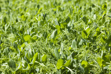 Photo agriculture, Europe