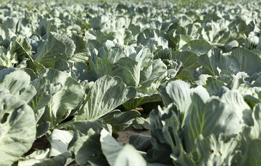 green cabbage field