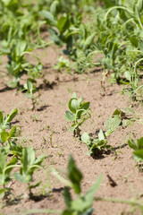 field with green peas