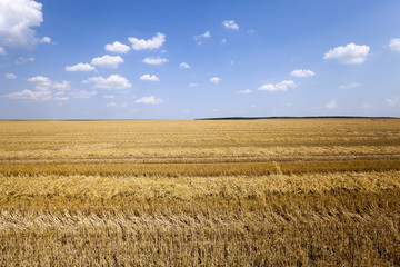 agriculture cereals. summer