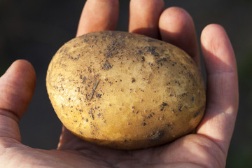 Potatoes in hand