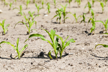 Field of green corn