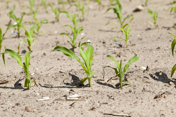 young sprout of corn