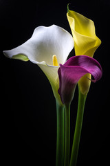 Calla, flowers, macro.