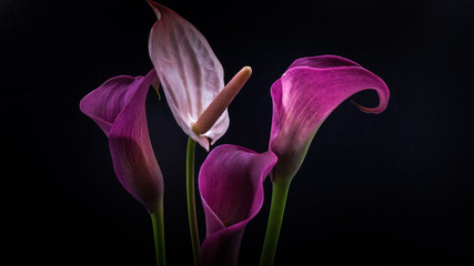 Calla, anthurium, flower, macro.