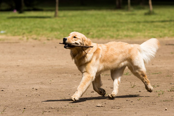 Golden Retriever playing in the park wilth a stick