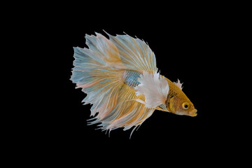  siamese fighting fish, betta fish isolated 