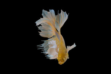  siamese fighting fish, betta fish isolated 