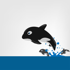 The killer whale (Orcinus orca)  Vector illustration.