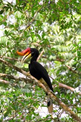 Male Rhinoceros Hornbill (Buceros rhinoceros) in Borneo, Malaysia