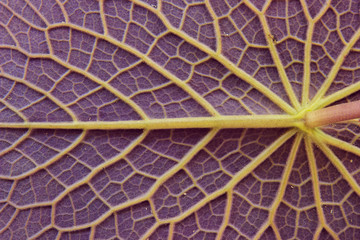close up of leaf textures
