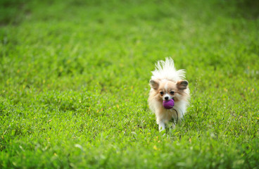 Cute dog on green grass in the park