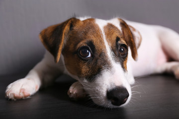 Cute small dog Jack Russell terrier on dark background