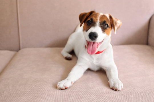 Cute Small Dog Jack Russell Terrier On Couch