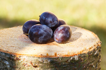 Plums on wooden stump in garden on sunny day