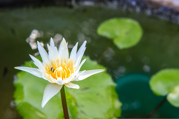 white waterlily or lotus flower blooming on pond