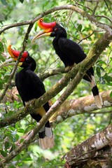 Pair of Rhinoceros Hornbills (Buceros rhinoceros) in Borneo, Malaysia