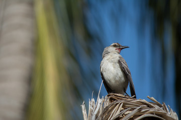 El pájaro en la sombrilla mira a los lados.
