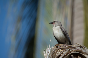 El pájaro en la sombrilla está vigilante.