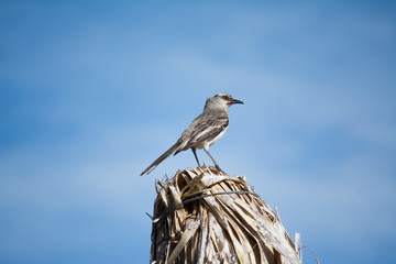 El pájaro se encuentra en lo alto de la sombrilla de playa.