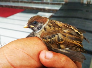Little bird in hand