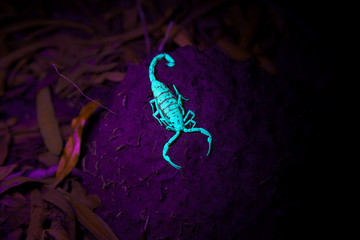 Scorpion Luminescing Claws Forward