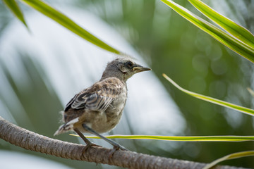 Un pájaro pichoncito se sostiene en la rama.