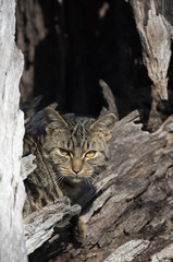  feral cat in tree stump. © 169169
